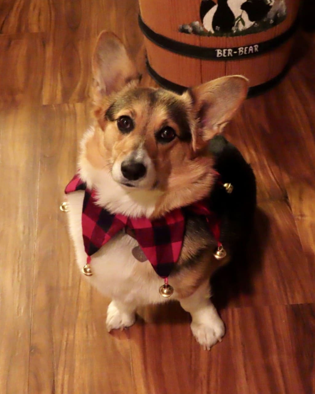Office corgi at Blasingame Law LLC